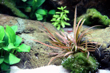 Cryptocoryne albida 'Brown' - rot-brauner rauner Wasserkelch